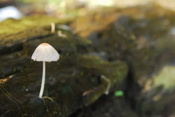 Vista Ravvicinata Dei Funghi Che Crescono Legno — Foto Stock