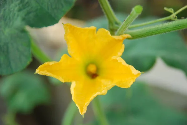 Sarı çiçeğin yakın görüntüsü 