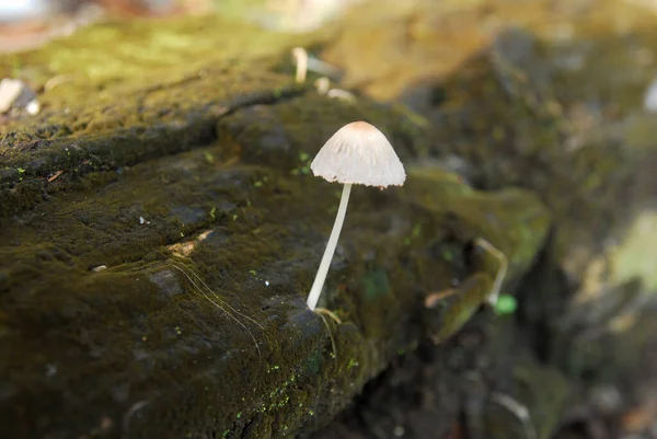 Vista Ravvicinata Dei Funghi Che Crescono Legno — Foto Stock