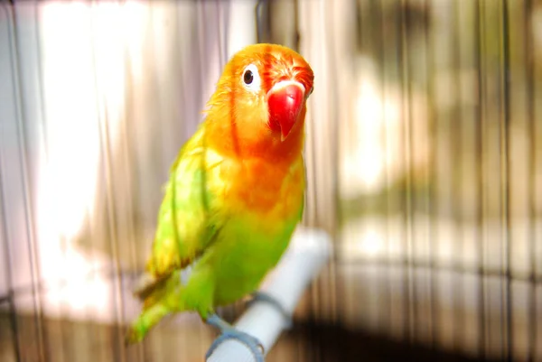 Vista Cerca Del Loro Color Una Jaula — Foto de Stock