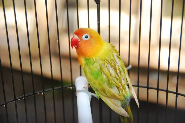 Kafesteki papağanın yakın görüntüsü