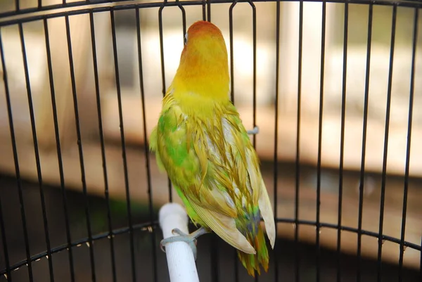 Widok Bliska Kolorowa Papuga Klatce — Zdjęcie stockowe
