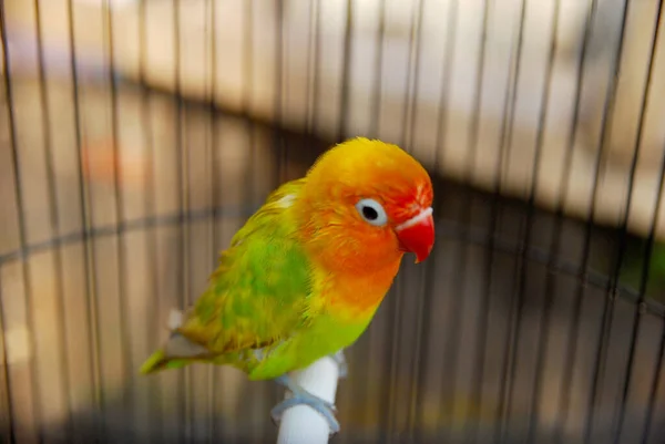 笼中彩色鹦鹉的闭合视图 — 图库照片