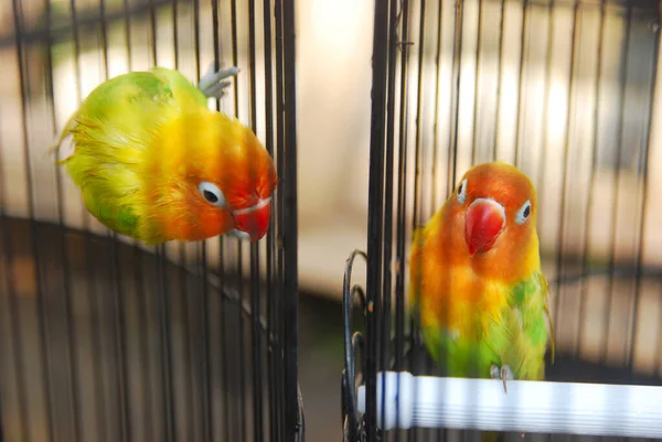 Closeup View Color Parrot Cage — Stock Photo, Image