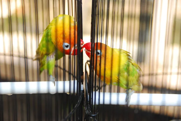 Vista Cerca Del Loro Color Una Jaula —  Fotos de Stock