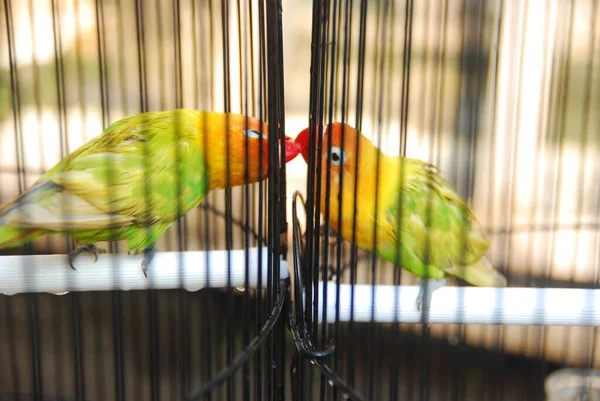 Vista Perto Papagaio Cores Uma Jaula — Fotografia de Stock