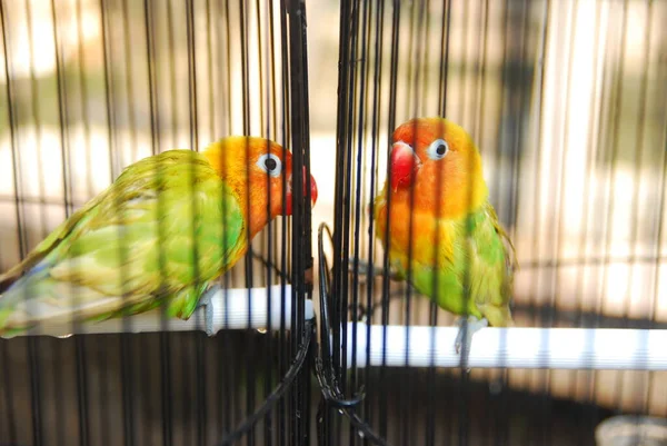 Detailní Pohled Barevného Papouška Kleci — Stock fotografie