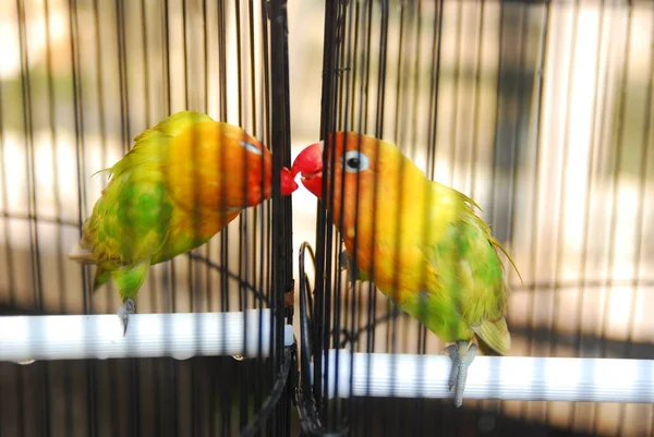 Vista Cerca Del Loro Color Una Jaula —  Fotos de Stock