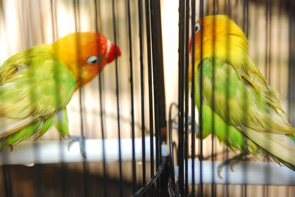 Vista Perto Papagaio Cores Uma Jaula — Fotografia de Stock