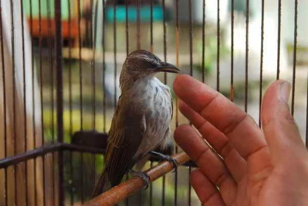 Kafesteki bir karganın yuvalanmasının yakın görüntüsü