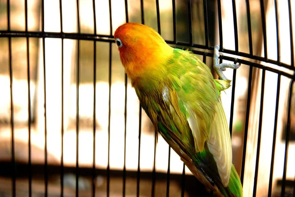 Widok Bliska Kolorowa Papuga Klatce — Zdjęcie stockowe