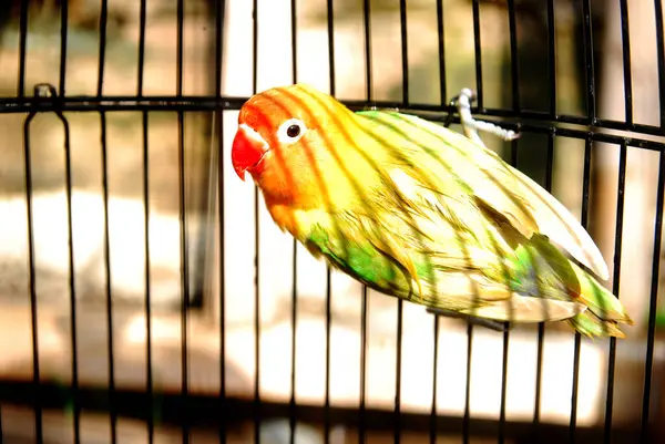 Kafesteki papağanın yakın görüntüsü