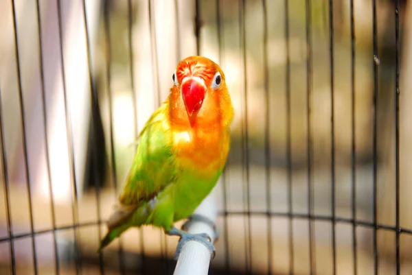 Vista Perto Papagaio Cores Uma Jaula Fotografias De Stock Royalty-Free