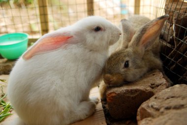 Kuşhanedeki tavşanların yakın görüntüsü