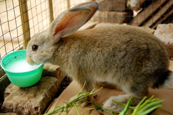 Kuşhanede beslenen tavşanın yakın görüntüsü