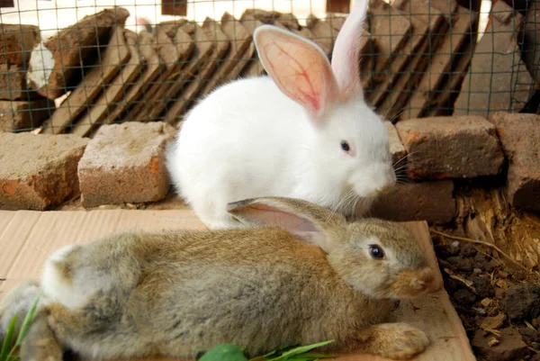 Kuşhanedeki tavşanların yakın görüntüsü