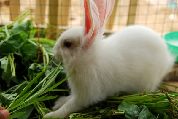 Kuşhanede beslenen tavşanın yakın görüntüsü