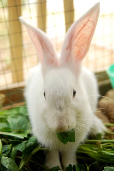 Kuşhanede beslenen tavşanın yakın görüntüsü