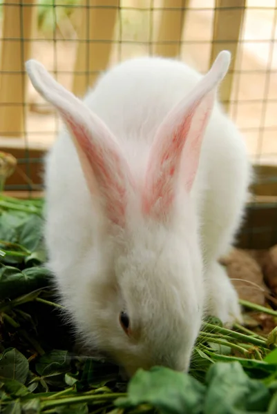 Kuşhanede beslenen tavşanın yakın görüntüsü