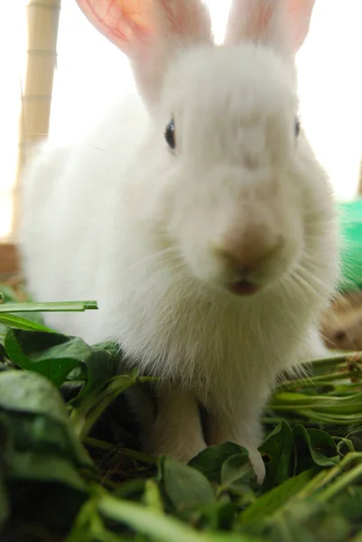 Vue Rapprochée Alimentation Des Lapins Dans Volière — Photo