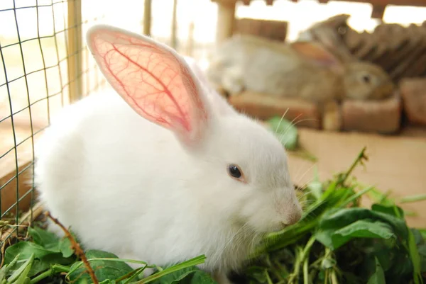 Kuşhanedeki tavşanların yakın görüntüsü