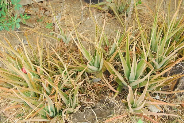 Aloe Vera çalılarının yakın görüntüsü