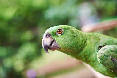 Yeşil papağan portre
