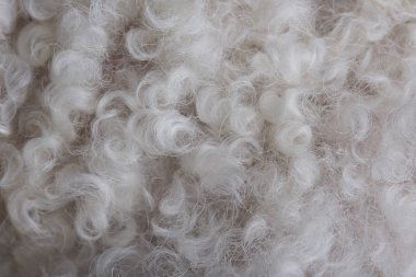 Beyaz yün kuvvetler closeup