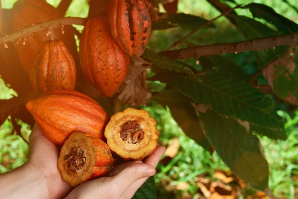 Какао-ферма — стоковое фото