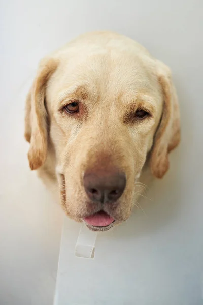 Retrato de perro labrador lesionado — Foto de Stock