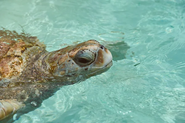 Portrait de tortue dans l'eau — Photo