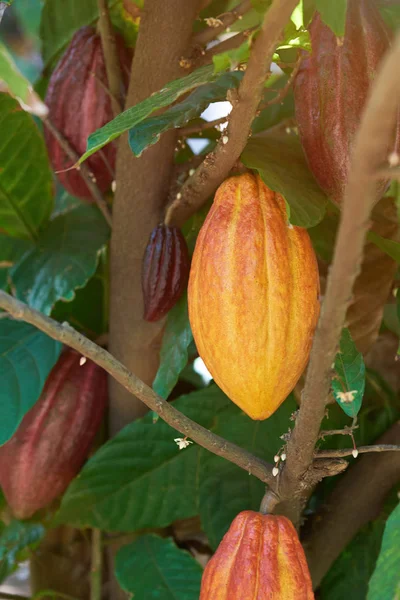 Colorida vaina de cacao en rama de árbol —  Fotos de Stock
