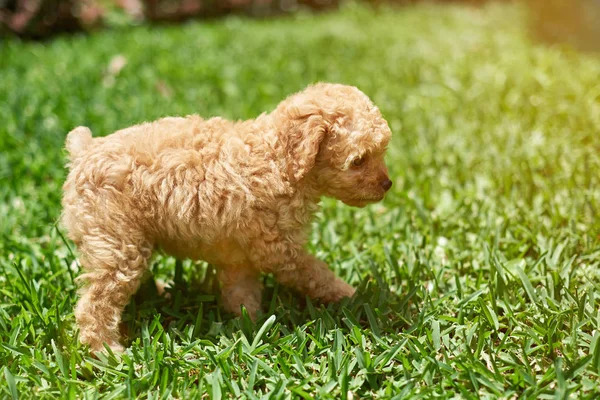 Passeio de cachorro marrom na grama verde — Fotografia de Stock