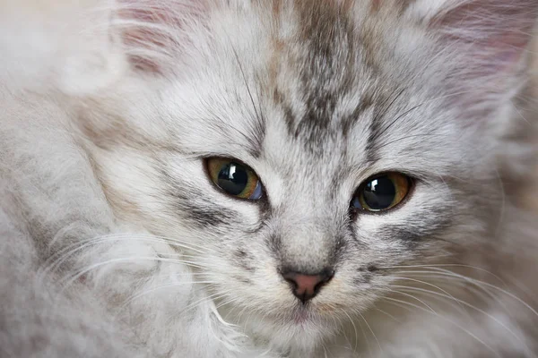 Gri renk kitty makro portresi