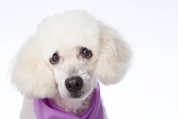 Portret ładny biały pudel pies — Zdjęcie stockowe