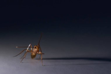 Keskin çene ile büyük karınca