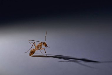 Makro kahverengi karınca