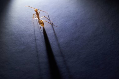 Bir karınca yürüyüş ışık