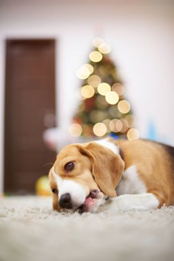 Beagle köpek Noel dekorasyon zemin üzerine