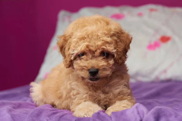 Um cachorro poodle deitado na cama — Fotografia de Stock