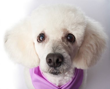 Bakımlı fino köpeği headshot