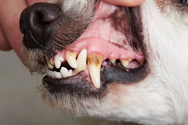 Cura dei denti del cane — Foto Stock