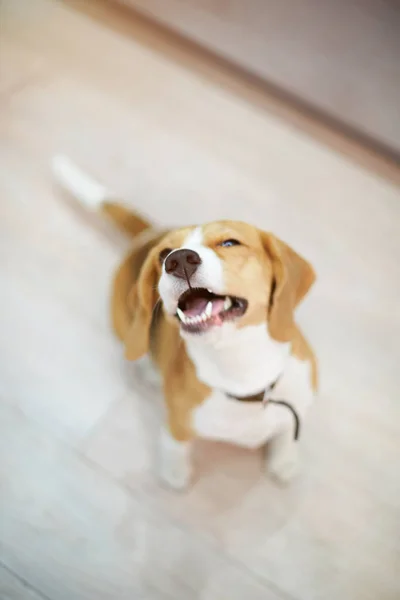 Joyeux chien aigle souriant — Photo
