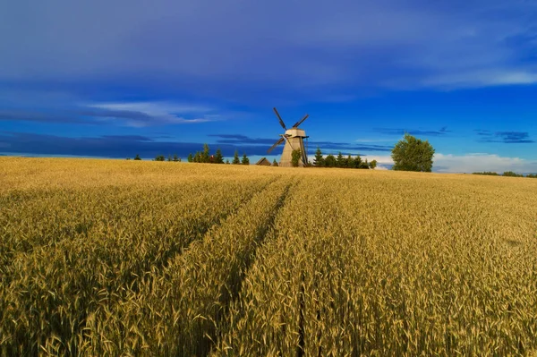 Cosechando antecedentes. Antiguo molino de viento en campo de trigo . —  Fotos de Stock