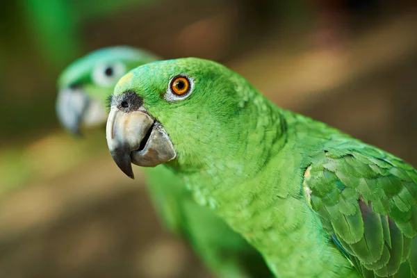 Close-up of green parrot head