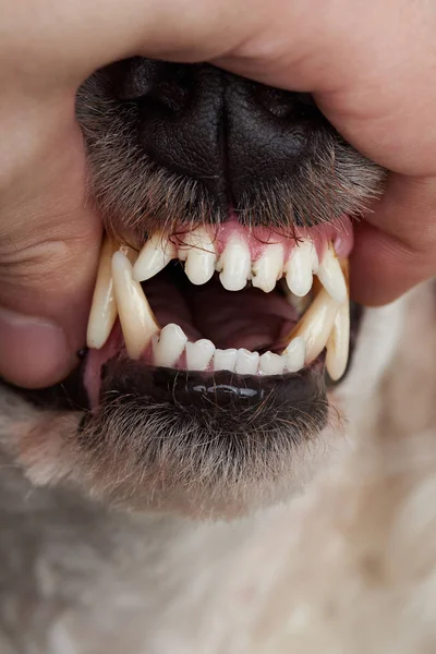 Open dog mouth — Stock Photo, Image