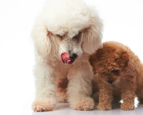 Mamá y perrito caniche — Foto de Stock