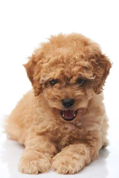 Sorrindo cachorro poodle feliz — Fotografia de Stock