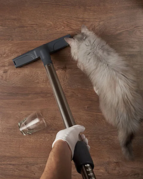 Reinigung nach Haustierdienst — Stockfoto