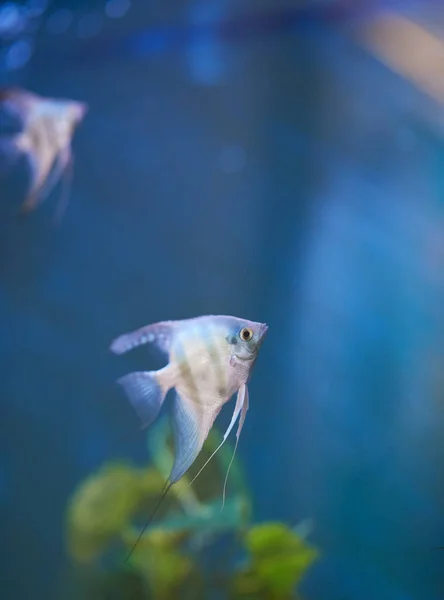 Ezüst lapos hal — Stock Fotó